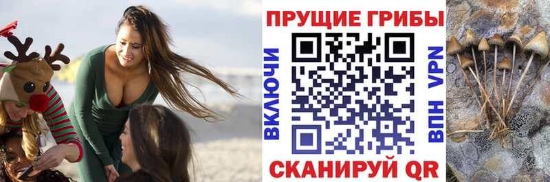 Галлюциногенные грибы мицелий  купить наркотики сайты  Майкоп 
